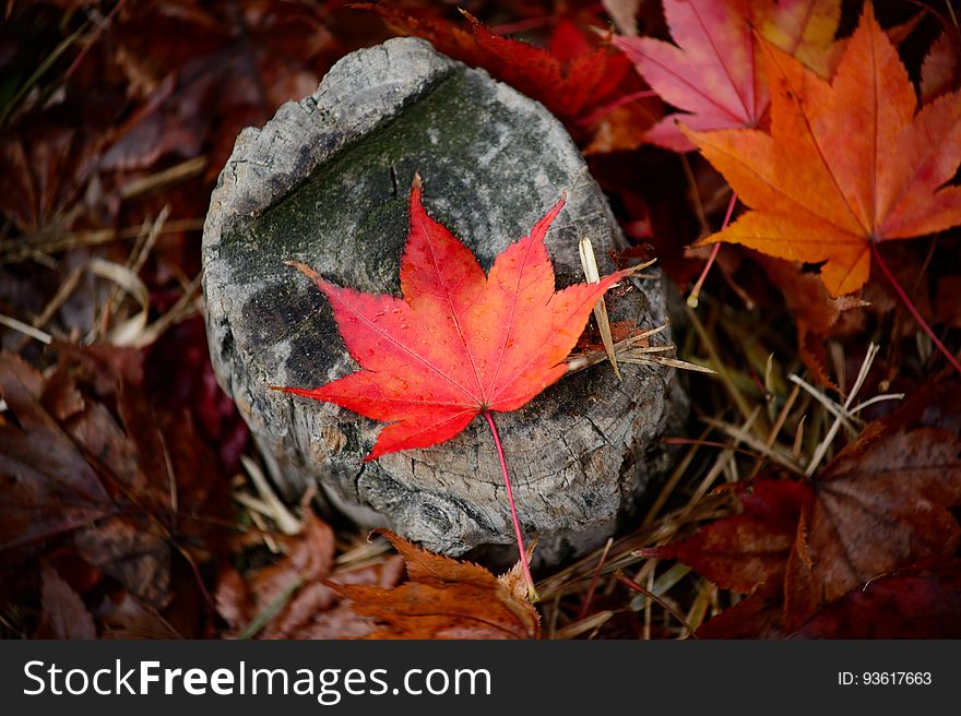 Close up of maple leave in autumn colors on rock. Close up of maple leave in autumn colors on rock.