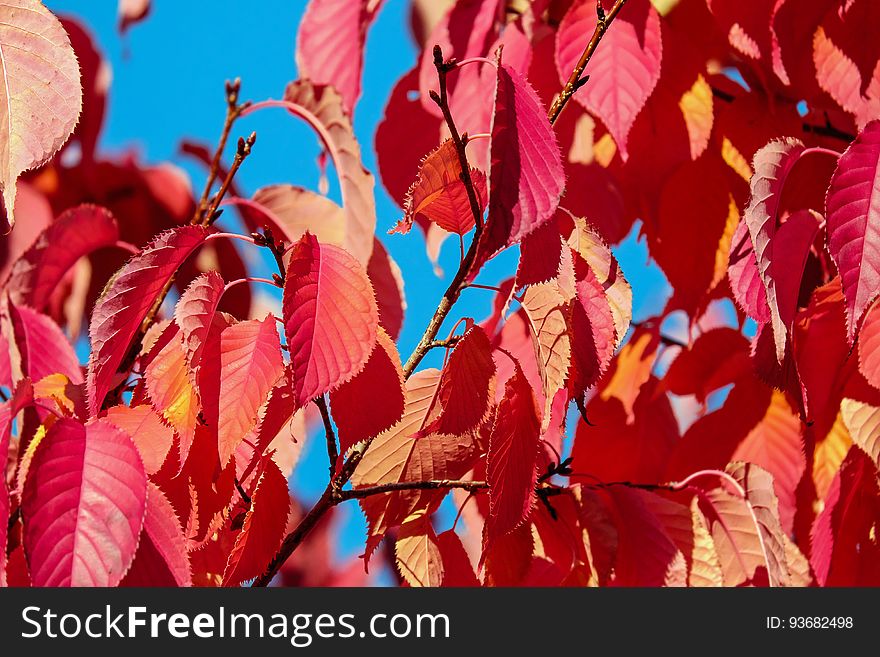 Red fall foliage on branches against blue skies.