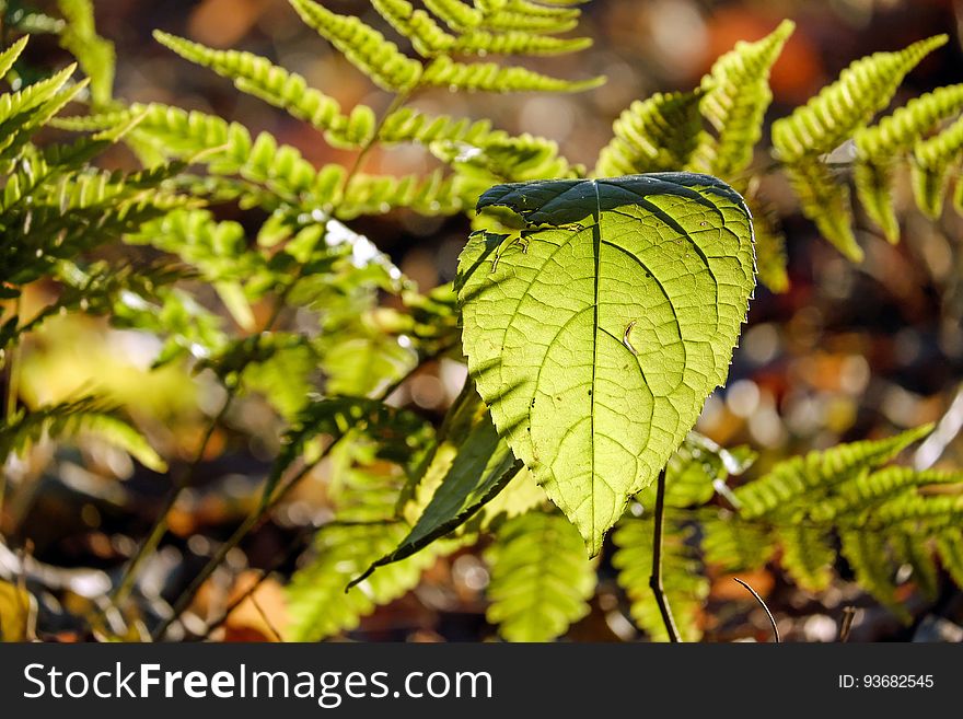 Close up of green leaves on ferns in sunlight. Close up of green leaves on ferns in sunlight.