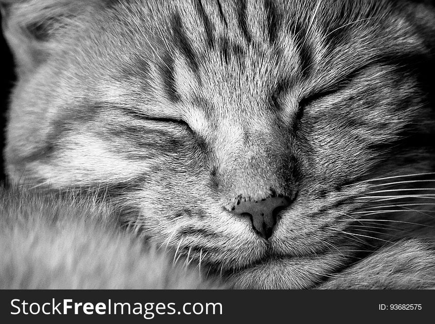 Portrait of sleeping domestic cat in black and white. Portrait of sleeping domestic cat in black and white.