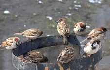 Sparrows Sit On An Urn. Royalty Free Stock Photo