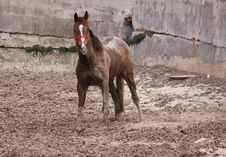 Horse Covered In Sand Stock Image Horse Covered In Sand Stock Image