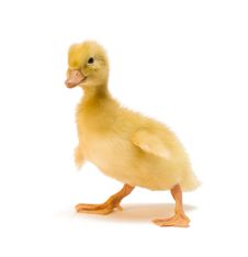 Duckling Royalty Free Stock Image