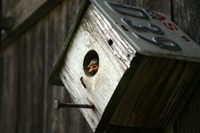 Bird In Recycled Bird House Stock Photo