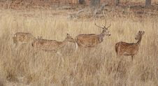 Indian Spotted Deers Stock Images