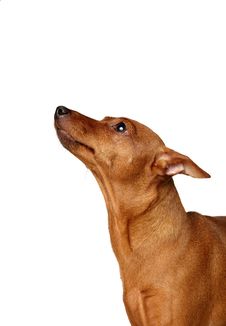 Red Miniature Pinscher Loking Up Stock Image Red Miniature Pinscher Loking Up Stock Image