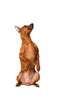 Red Miniature Pinscher Sitting Vertically Royalty Free Stock Photography