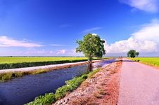 Rice Field Series 4 Royalty Free Stock Photography Rice Field Series 4 Royalty Free Stock Photography