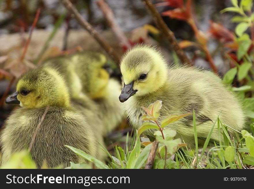 One gosling looking around while the others rest. One gosling looking around while the others rest.