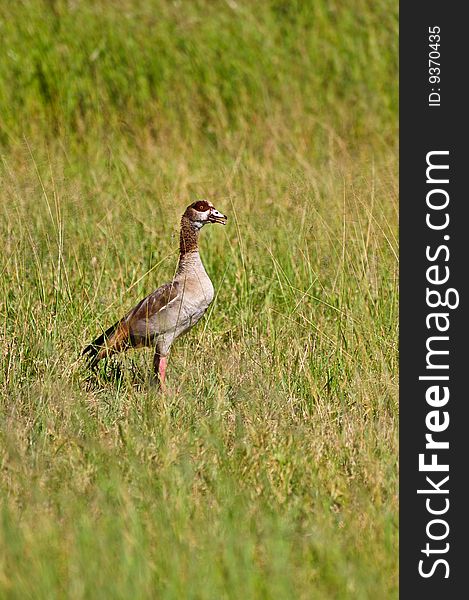 goose grazing field at kruger national park - south africa