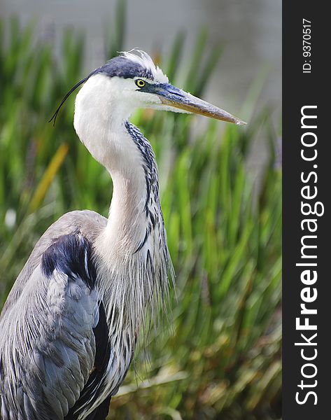 A great blue heron patiently waiting for a fish to swim by