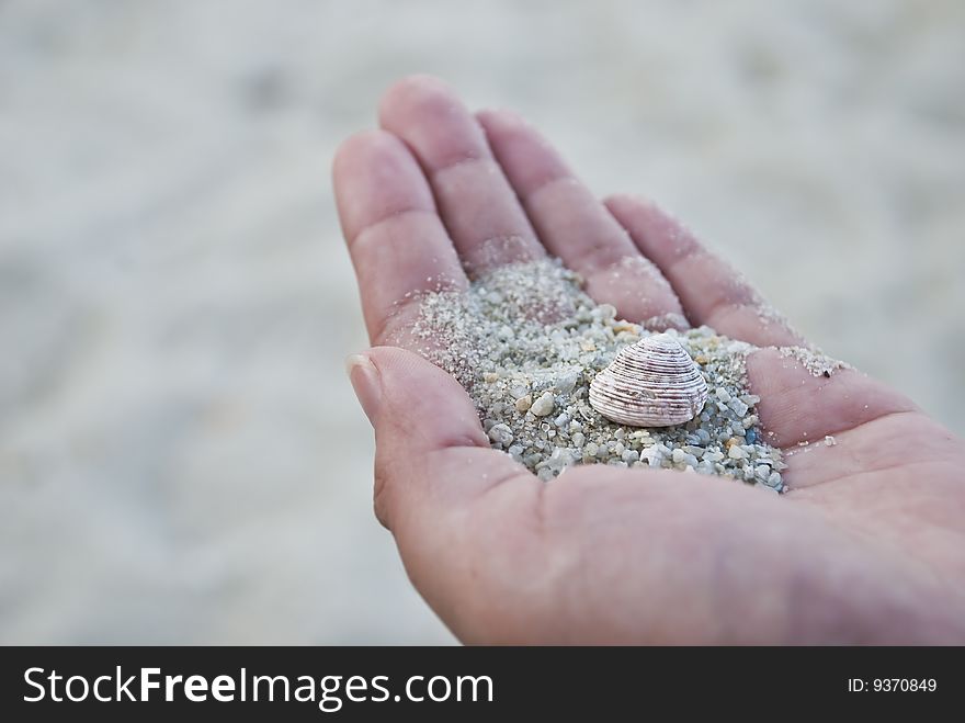 Two types of seashell on women hand. Two types of seashell on women hand