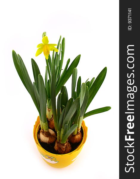 Bunch of yellow spring daffodils isolated on white background