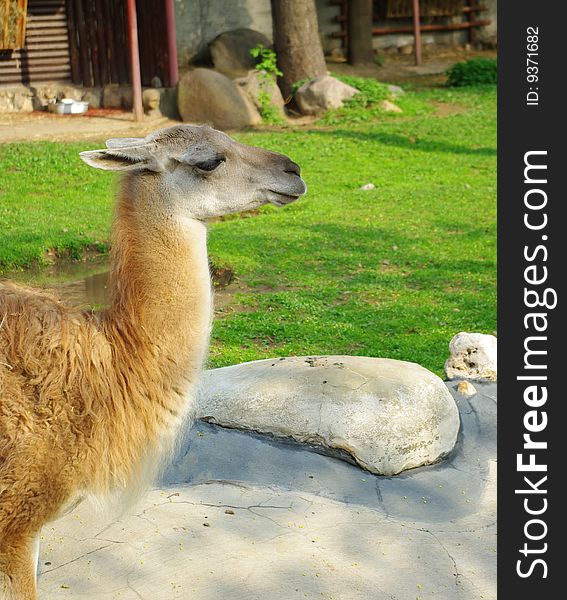 Lama sideways. In the zoo. Photo taken on 9th of May 2009. Lama sideways. In the zoo. Photo taken on 9th of May 2009