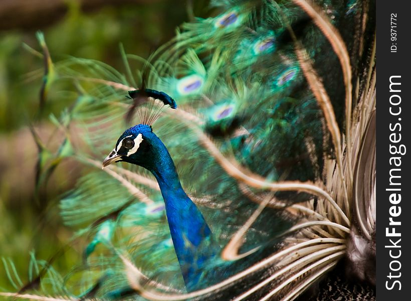 Image of a peacock - head in focus.