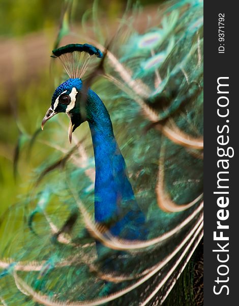 Beautiful peacock is calling his mate.