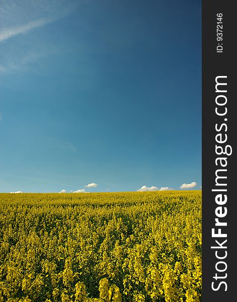 Yellow fields with blue sky in sunny day. Yellow fields with blue sky in sunny day