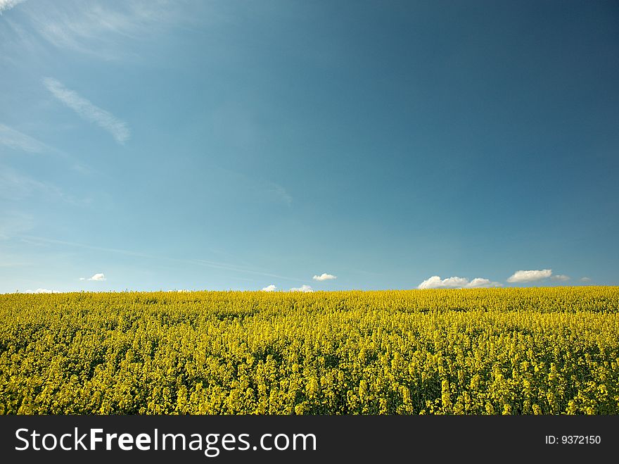Yellow fields with blue sky in sunny day. Yellow fields with blue sky in sunny day