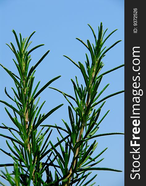 Rosemary plant with blue sky background