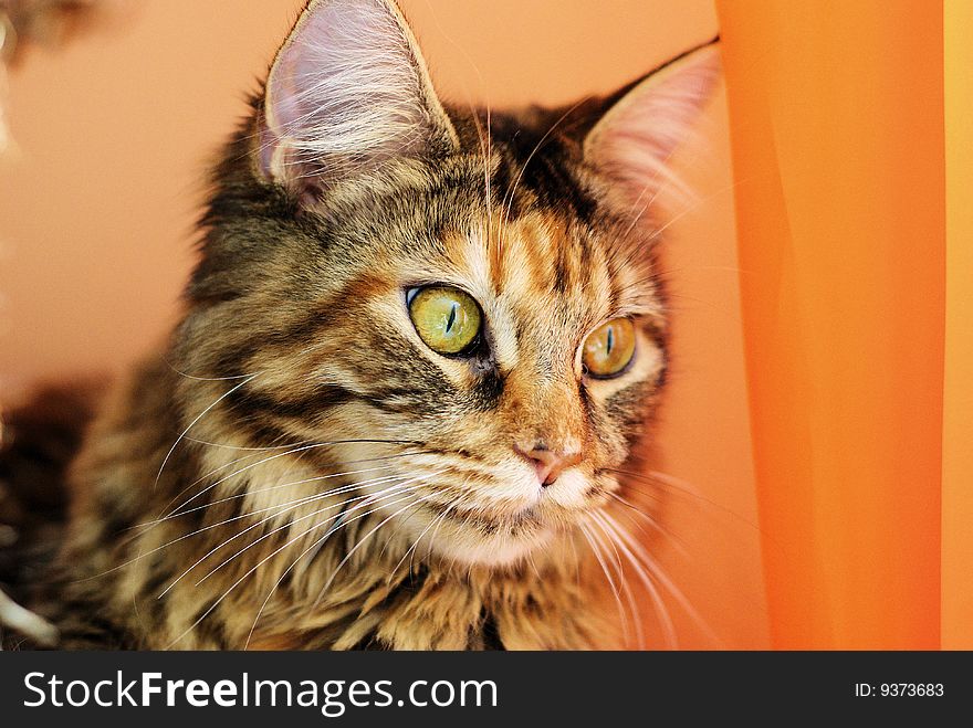 Little wild cat - Maine Coon