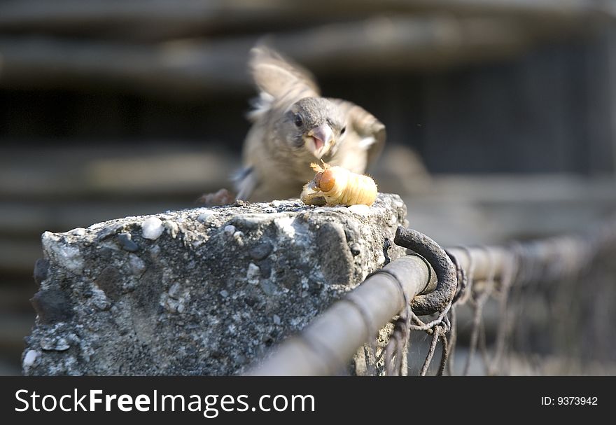 Bird atacking to eat