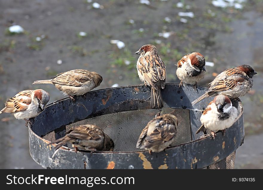 Sparrows sit on an urn.