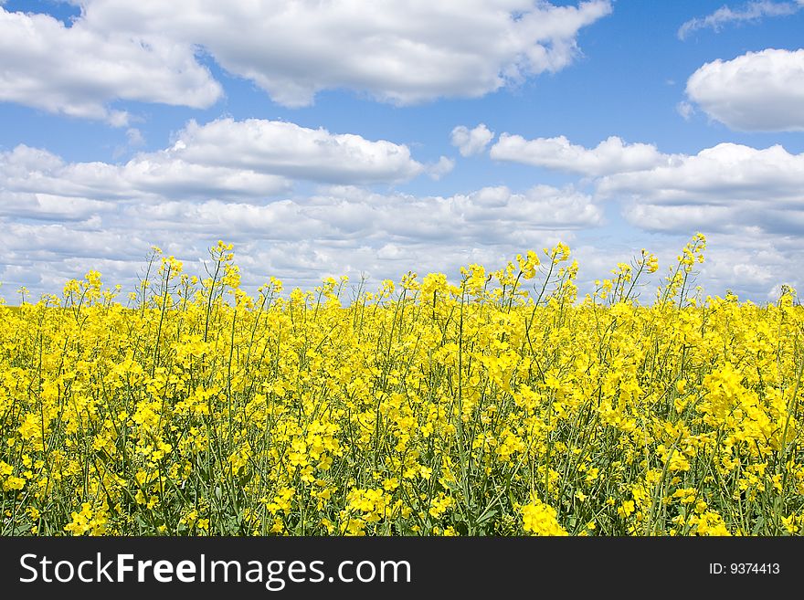 Yellow rape seed field in Ukraine. Yellow rape seed field in Ukraine