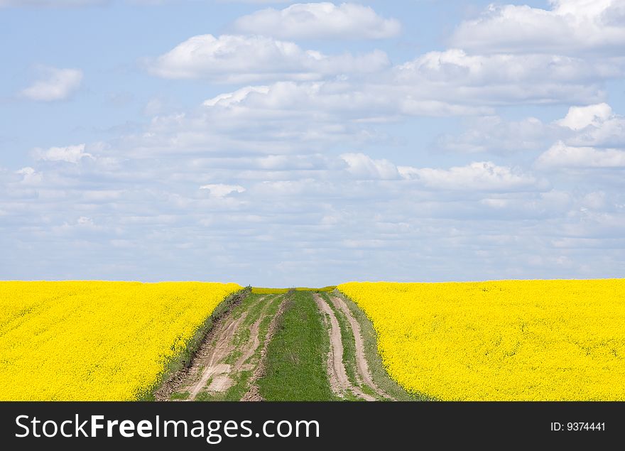 Yellow rape seed field in Ukraine. Yellow rape seed field in Ukraine