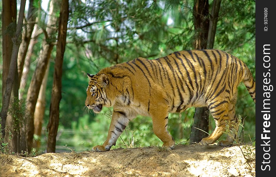 Tiger in the Wild Animal Park