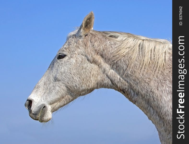 This is head of beautiful white horse