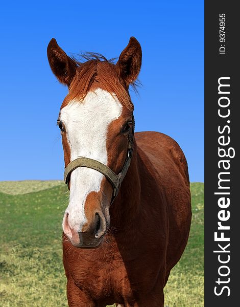 It is a portrait of a fine young horse against a fresh green grass and the blue sky
