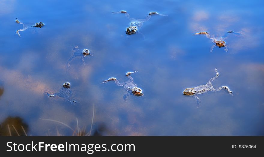 A lot of frogs in the lake