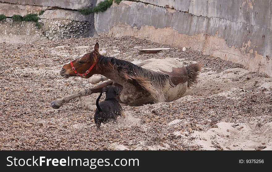 A horse and a dog play fighting on a sandy beach. A horse and a dog play fighting on a sandy beach