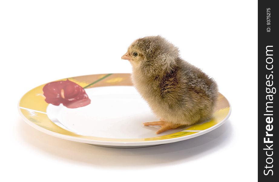 Chicken who is in a plate. Chicken who is in a plate