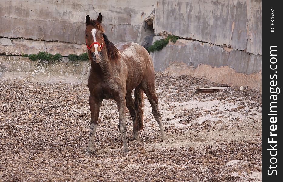 A horse covered in sand on a sandy beach having a run around