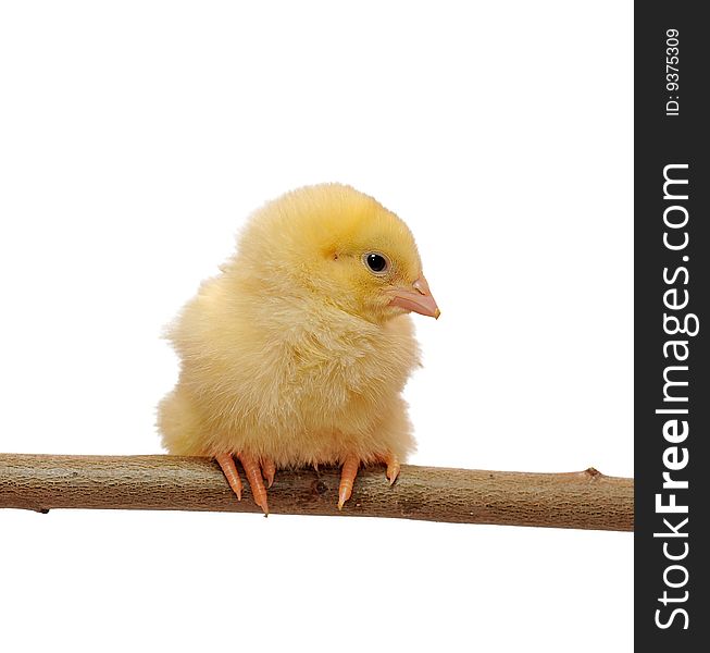 Small yellow chicken who sits on a branch