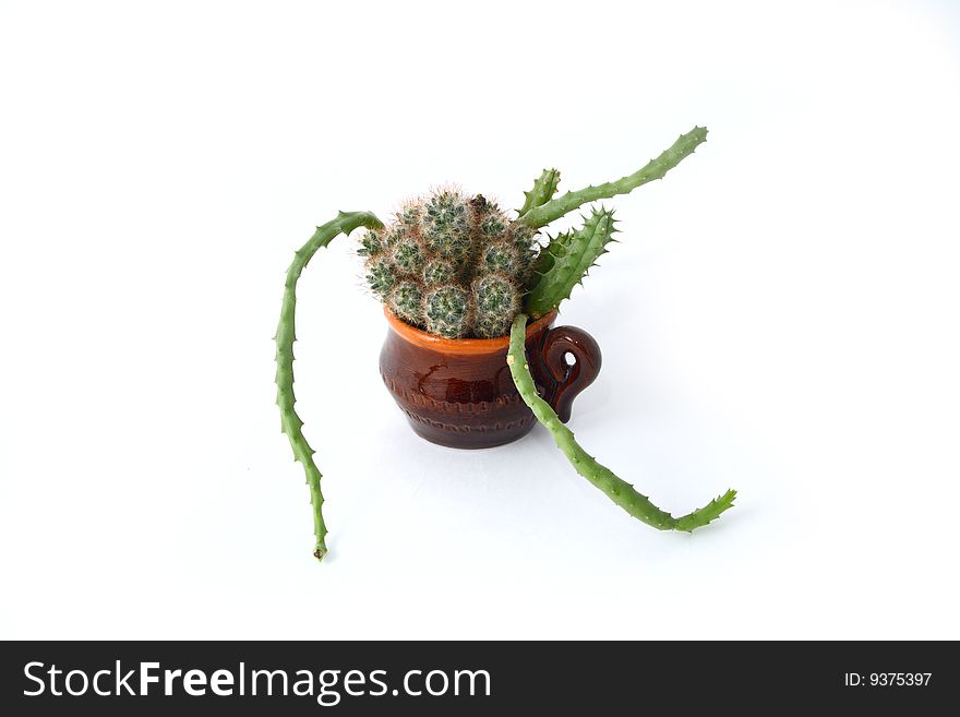 Indoor plant in a clay mug on a white background. Indoor plant in a clay mug on a white background