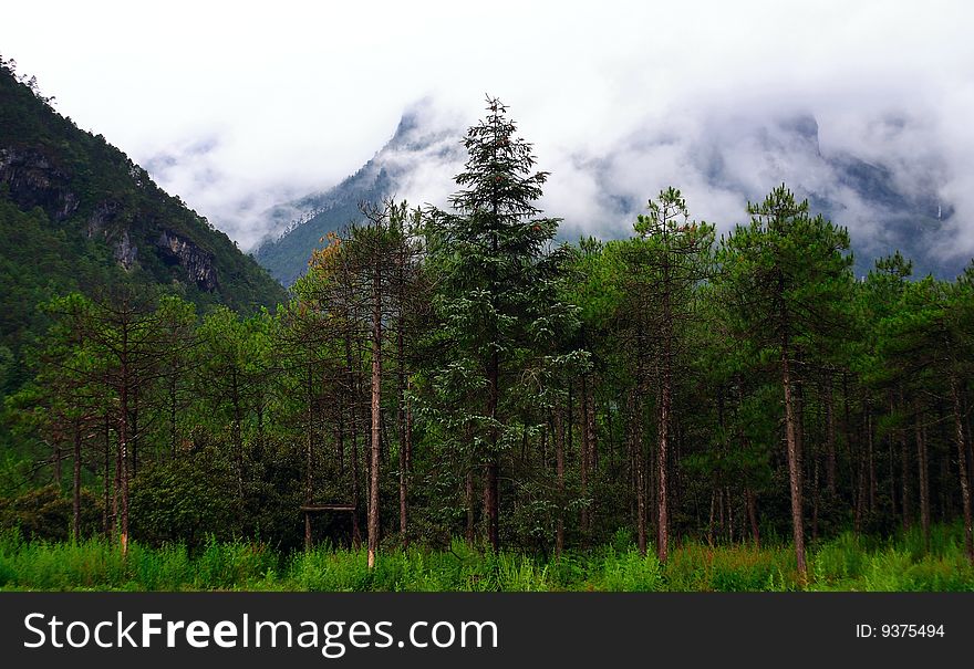 Yulong Snow mountain -Woods