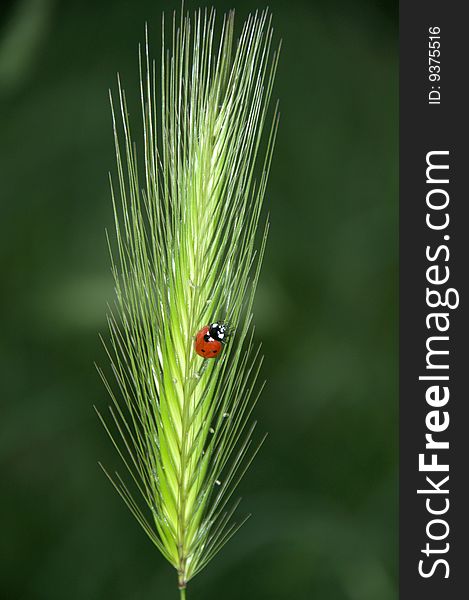 Colorful ladybug on a plant in the nature