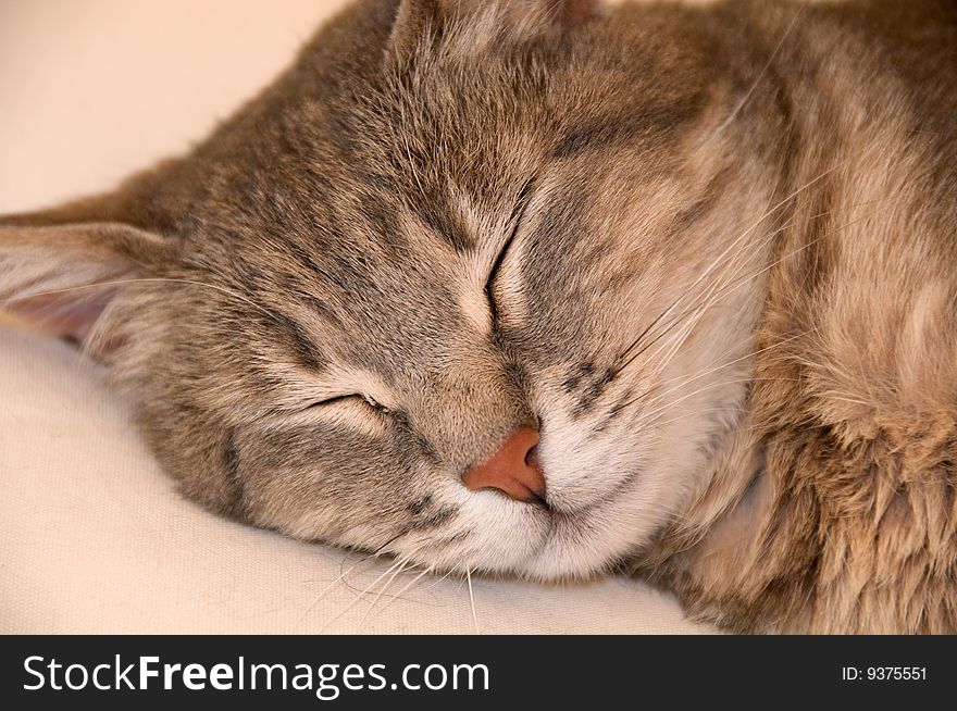 Image about beautiful cat sleeping. Image about beautiful cat sleeping