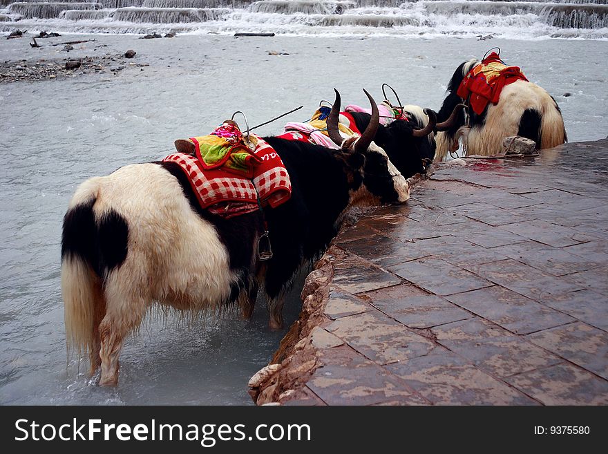 Yaks Wait In Whiteriver