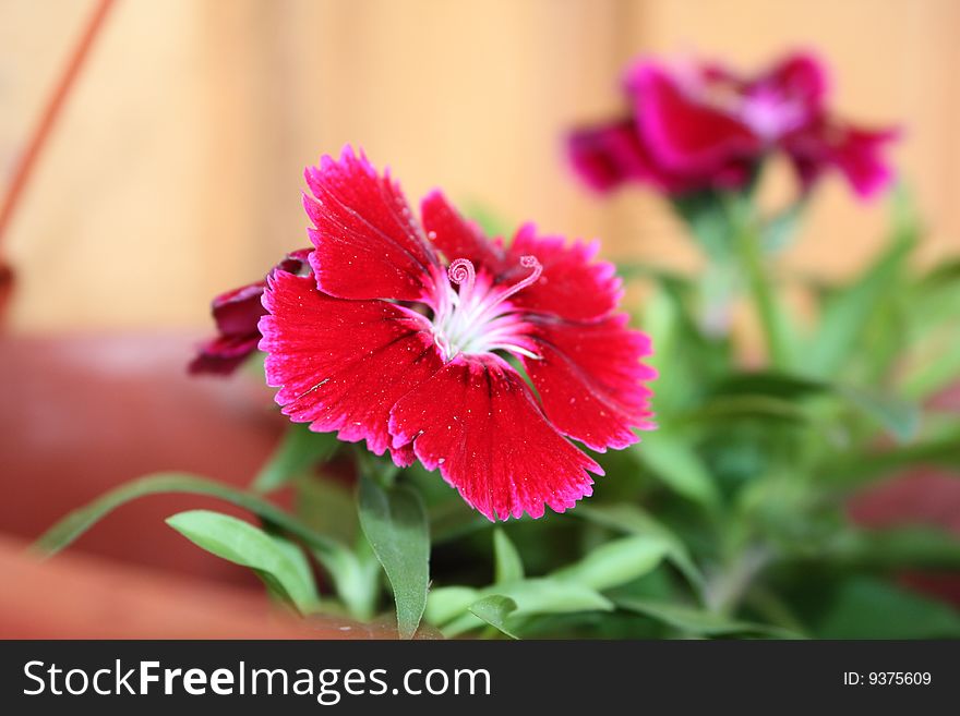 Beautiful Dianthus  with the curly stamen.. Floral lace Crimson. Beautiful Dianthus  with the curly stamen.. Floral lace Crimson