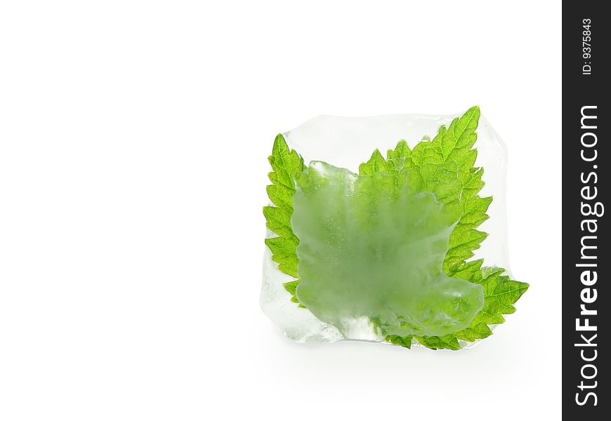 Cube of ice with a leaf