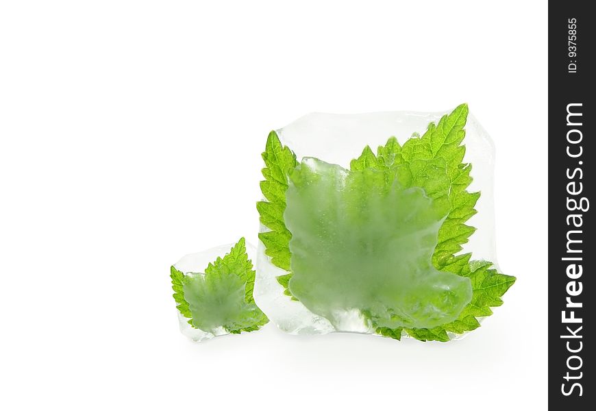 Cube of ice with a leaf