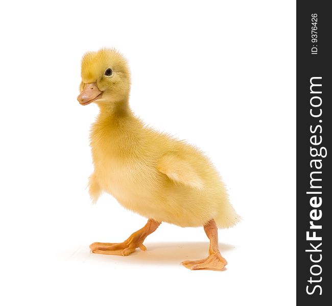 Duckling who are represented on a white background