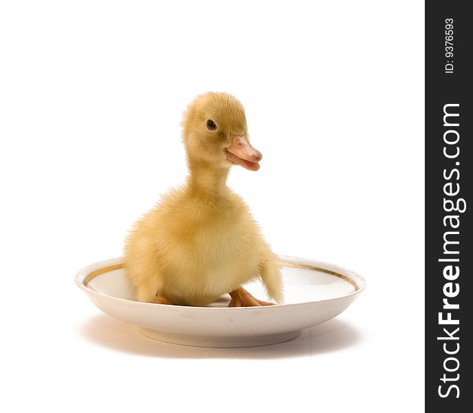 The Duckling In A White Saucer