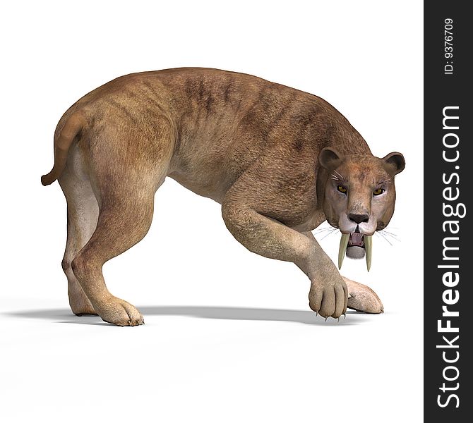 Dangerous Big Cat Sabbertooth With Clipping Path Over White