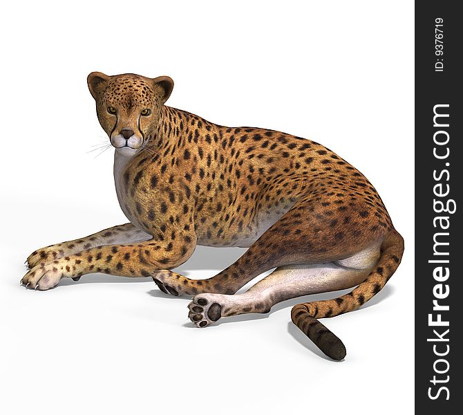 Dangerous Big Cat Cheetaah With Clipping Path Over White