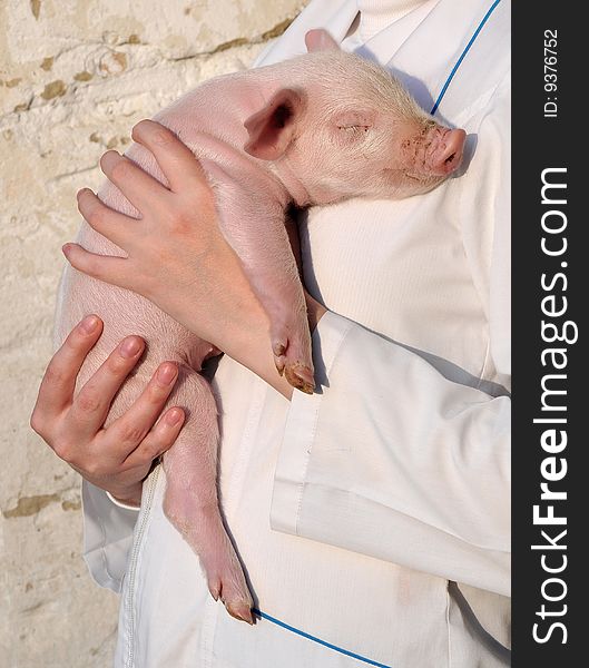 Pig In Female Hands