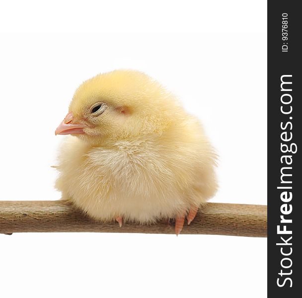 Small yellow chicken who sits on a branch